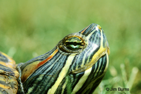 Head shot of young Pond Slider